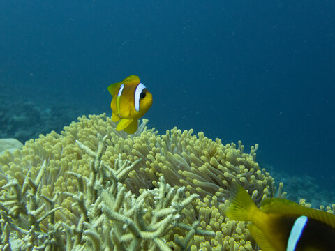 anemonefish