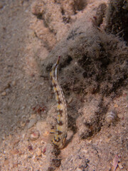 pipefish