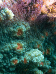 Obraz na płótnie Canvas coral