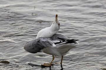 Seagull