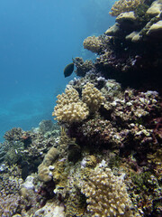 Fototapeta na wymiar coral