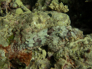 scorpionfish
