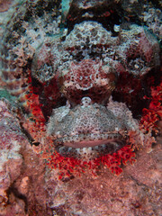 Obraz na płótnie Canvas scorpionfish