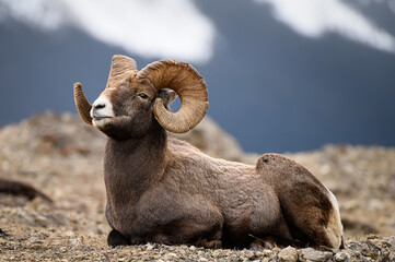 sheep in the mountains