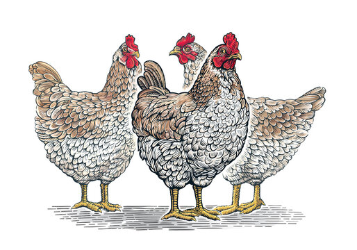 Group of three chickens, in graphic (engraved) style hand painted color.