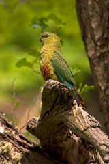 Austral Parakeet green with red, Enicognathus ferrugineus, austral conure, or emerald parakeet in Nation Park Torres del Paine in Patagonia in Chili. High quality photo