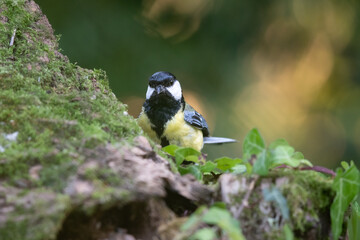 Obraz premium Mésange charbonnière dans la nature - bokeh vert et lumière chaude 