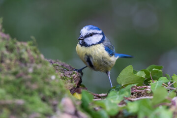 Obraz premium Mésange bleue - europe