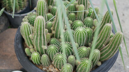 Cactus Cactus Cuctus