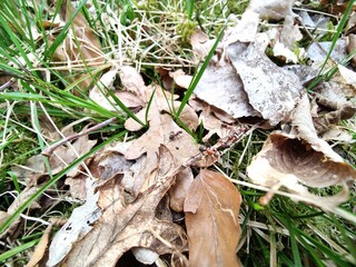 A group of red forest ants carry a branch on leafy forest floor