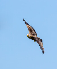 Red Kite (Milvus milvus) Soaring