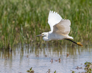Little Egret (Egretta garzetta) Flying