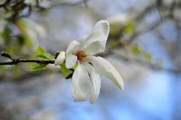White magnolia Kobus flower with young green leaves bloom in the park against blue sky. Close up photo of magnolia flowers