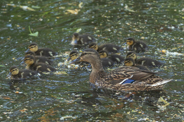 An adult female mallard swimming in a river with ducklings. Animal themes