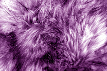 Animal fur close up in purple tone.