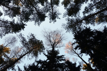 Tree tops and sky view.