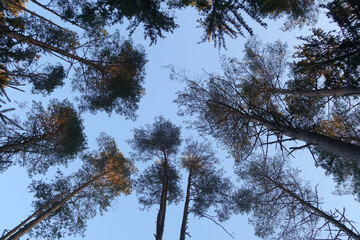 Tree tops and sky view.