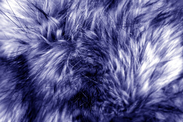 Animal fur close up in blue tone.