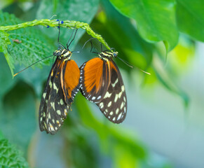 Orange Schmetterlinge