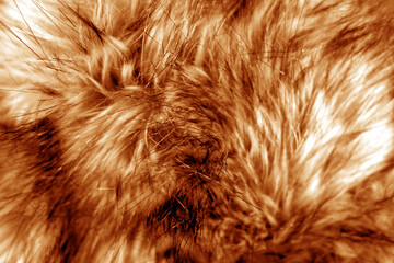 Animal fur close up in orange tone.