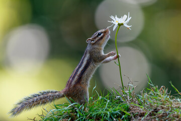 Little chipmunk (Eutamias sibiricus) or Siberian squirrel searching for food in the forest in Noord Brabant in the Netherlands