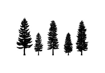 Obraz premium Old Pine Tree Silhouette Collection on the Park Residential landscape Hand Drawing Symbol Vintage Seal Stock Vector 