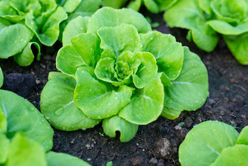Closeup of leaves  butterhead salad