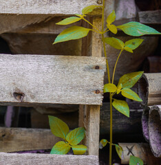 dry wood and green leaves next to it. Free space for your text