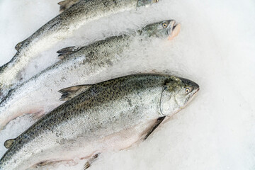 Food backgrounds. Salmon on ice in the supermarket.