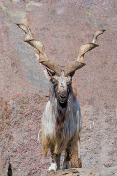 Markhor (Capra falconeri)