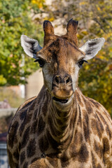 Giraffe (Giraffa camelopardalis)