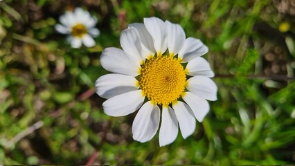 Flores de primavera. Amapolas, margaritas, romero y otras flores. 