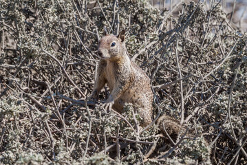 California Ground Squirrel (Spermophilus beecheyi) in California, USA
