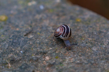 Snail with horns going on the ground