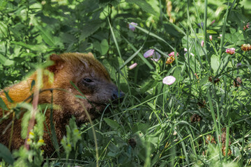Bush Dog (Speothos venaticus)