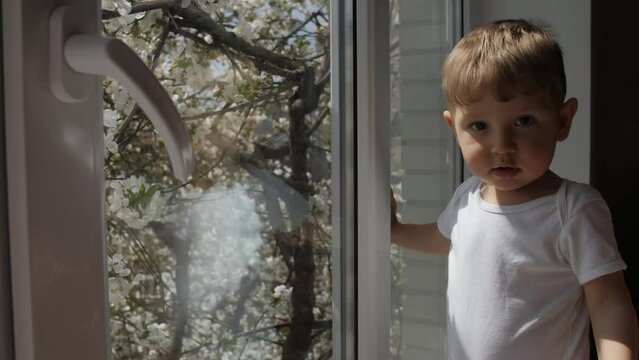 A little Ukrainian kid looks out of a plastic window. Behind him a cherry tree blooms and bees fly near the flowers.