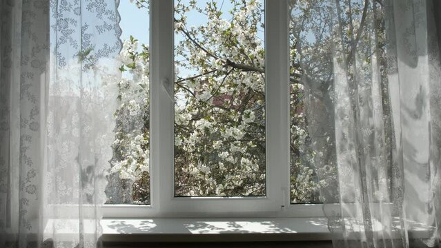 White metal-plastic window with window sill. Behind the glass is a cherry tree with a flower on the branches. The camera moves to and from the window.
