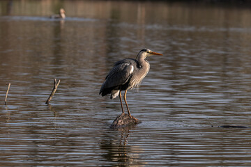 Der Graureiher oder auch bekannt als Fischreiher, an einem der vielen Teiche in unserem schönem BS Bürgerpark. Der Graureiher nimmt verschiedene Posen ein .Mal witzig mal ganz nach der Art des Grauen