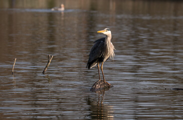 Der Graureiher oder auch bekannt als Fischreiher, an einem der vielen Teiche in unserem schönem BS Bürgerpark. Der Graureiher nimmt verschiedene Posen ein .Mal witzig mal ganz nach der Art des Grauen