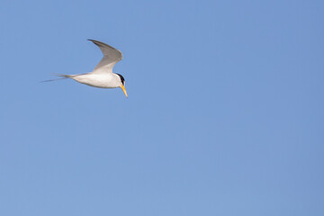 Least Tern Gull