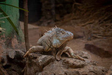 Iguana taking sunbath, spotted in front of the lenses.