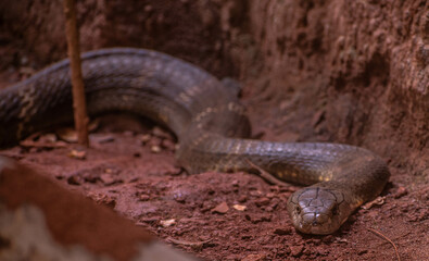 A big king cobra crawling towards the lenses thinking it as food.