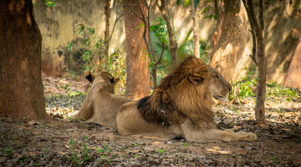Lion and lioness sitting under the tree taking rest