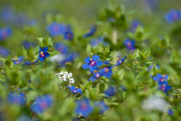 Obraz na płótnie Canvas Pretty blue flowers on a green meadow