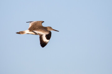 Willet Sandpiper