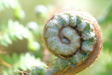fresh Fern Spiral Close Up View Of Fresh Green Young wild Fern In Spiral Form With Shallow Depth Of Field In The Forest. Selective focus with blurred green background.