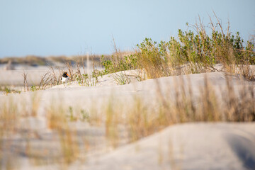 American Oystercatcher on dune with foliage