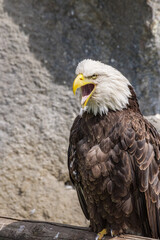 Bald Eagle (Haliaeetus leucocephalus) at Chowiet Island, Semidi Islands, Alaska, USA