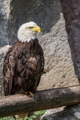 Bald Eagle (Haliaeetus leucocephalus) at Chowiet Island, Semidi Islands, Alaska, USA