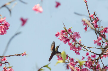 Humming Bird in a Cherry Laurel Tree (Cerejeira, Beija-flor,Colibri) -  Eupetomena macroura -  Swallow-tailed hummingbird (Beija-flor-tesoura) - Capixaba Nature, ES, Esp&iacute;rito Santo, BRAZIL (CEREJEIRA)